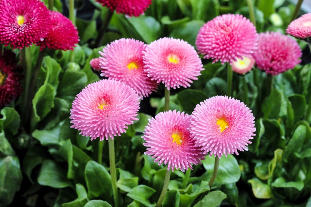 Pink English Daisy Seeds - Bellis Perennis Tasso Pink Double Flower - 100 Seeds - Image 9