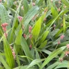 Pink Fairy Sedge Live Plant - Carex scaposa - 3.5 Inch Pot - Outdoor Grass - Image 1