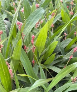Pink Fairy Sedge Live Plant - Carex scaposa - 3.5 Inch Pot - Outdoor Grass - Image 1