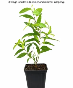 Pink Flowering Almond Shrub Live Plant – 6-12" Tall – Quart Pot – Prunus triloba - Image 2