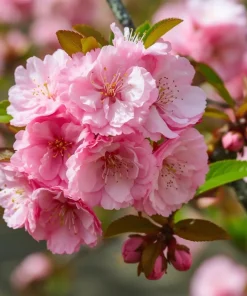 Pink Flowering Almond Shrub Live Plant – 6-12