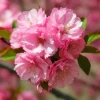 Pink Flowering Almond Shrub Live Plant – 6-12" Tall – Quart Pot – Prunus triloba - Image 1