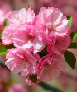 Pink Flowering Almond Shrub Live Plant – 6-12" Tall – Quart Pot – Prunus triloba - Image 1