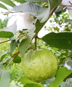 Pink Guava Live Plant Sweet Fruit Tree, Well-Rooted, 6-8 Inch Tall for Outdoor Garden - Image 2