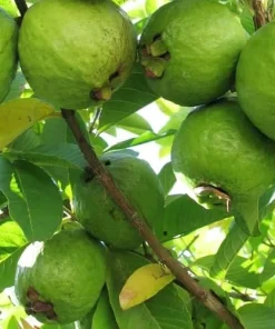 Pink Guava Live Plant Sweet Fruit Tree, Well-Rooted, 6-8 Inch Tall for Outdoor Garden - Image 3