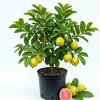 Pink Guava Live Plant Sweet Fruit Tree, Well-Rooted, 6-8 Inch Tall for Outdoor Garden - Image 1