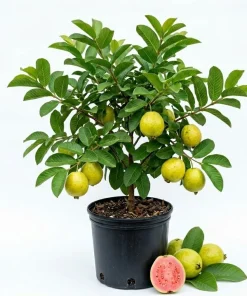 Pink Guava Live Plant Sweet Fruit Tree, Well-Rooted, 6-8 Inch Tall for Outdoor Garden - Image 1