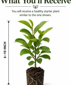 Pink Guava Live Plant - Sweet Tropical Fruit Tree Seedling, 6-10 Inch Tall - Image 2