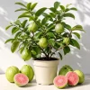 Pink Guava Live Plant - Sweet Tropical Fruit Tree Seedling, 6-10 Inch Tall - Image 1