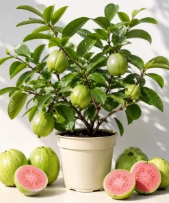 Pink Guava Live Plant - Sweet Tropical Fruit Tree Seedling, 6-10 Inch Tall - Image 1