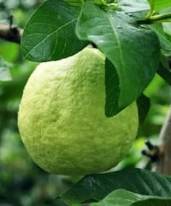 Pink Guava Live Plants - Set of 2 Sweet Guava Trees, 6-8 Inch Tall Outdoor - Image 3