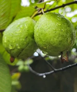 Pink Guava Live Plants - Set of 2 Sweet Guava Trees, 6-8 Inch Tall Outdoor - Image 4