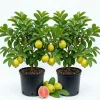 Pink Guava Live Plants - Set of 2 Sweet Guava Trees, 6-8 Inch Tall Outdoor - Image 1
