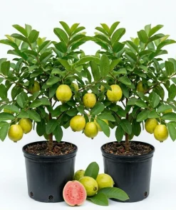 Pink Guava Live Plants - Set of 2 Sweet Guava Trees, 6-8 Inch Tall Outdoor - Image 1