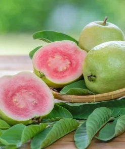 Pink Guava Tree Live Plant – Sweet Tropical Fruit – 3-5 Inch Tall - Image 2