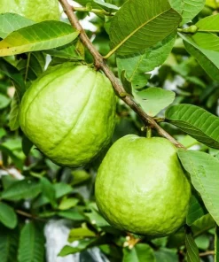Pink Guava Tree Live Plant – Sweet Tropical Fruit – 3-5 Inch Tall - Image 3