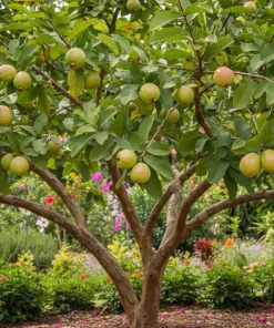 Pink Guava Tree Live Plant – Sweet Tropical Fruit – 3-5 Inch Tall - Image 4