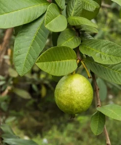 Pink Guava Tree Live Plant – Sweet Tropical Fruit – 3-5 Inch Tall - Image 5