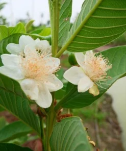 Pink Guava Tree Live Plant – Sweet Tropical Fruit – 3-5 Inch Tall - Image 6