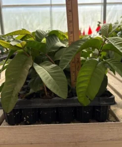 Pink Guava Tree Live Plant – Sweet Tropical Fruit – 3-5 Inch Tall - Image 7