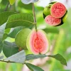 Pink Guava Tree Live Plant – Sweet Tropical Fruit – 3-5 Inch Tall - Image 1