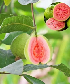 Pink Guava Tree Live Plant – Sweet Tropical Fruit – 3-5 Inch Tall - Image 1