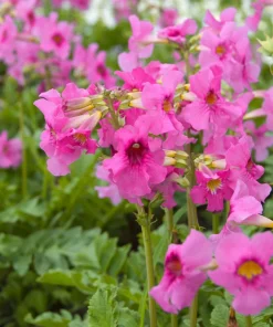Pink Hardy Gloxinia Seeds - Incarvillea Delavayi Flower - 10 Seeds - Zones 3-8 - Image 2