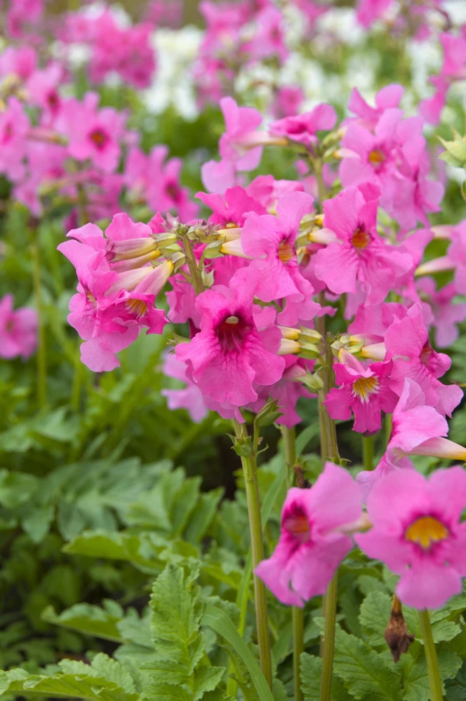 Pink Hardy Gloxinia Seeds - Incarvillea Delavayi Flower - 10 Seeds - Zones 3-8 - Image 2