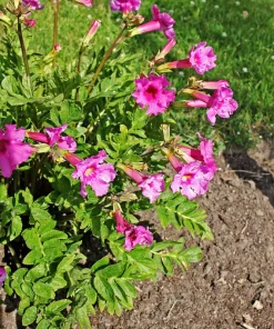 Pink Hardy Gloxinia Seeds - Incarvillea Delavayi Flower - 10 Seeds - Zones 3-8 - Image 3
