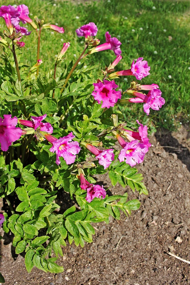 Pink Hardy Gloxinia Seeds - Incarvillea Delavayi Flower - 10 Seeds - Zones 3-8 - Image 3