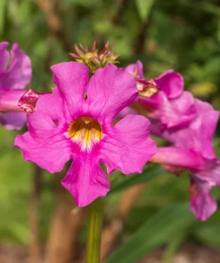 Pink Hardy Gloxinia Seeds - Incarvillea Delavayi Flower - 10 Seeds - Zones 3-8 - Image 4