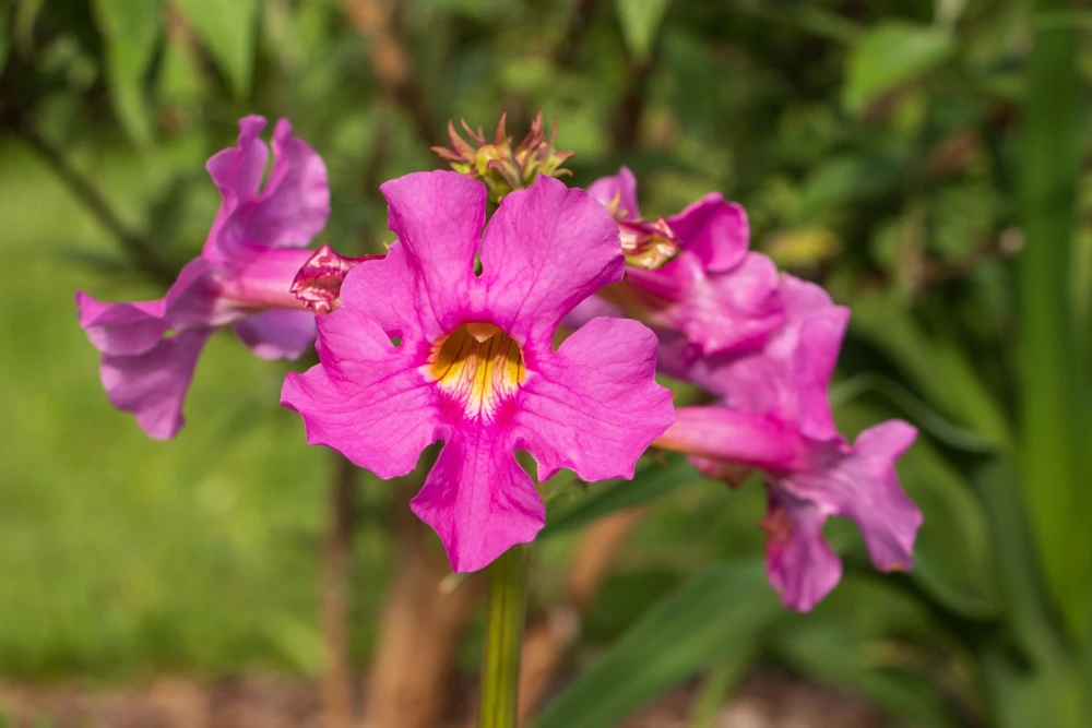 Pink Hardy Gloxinia Seeds - Incarvillea Delavayi Flower - 10 Seeds - Zones 3-8 - Image 4