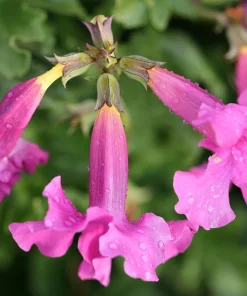 Pink Hardy Gloxinia Seeds - Incarvillea Delavayi Flower - 10 Seeds - Zones 3-8 - Image 5