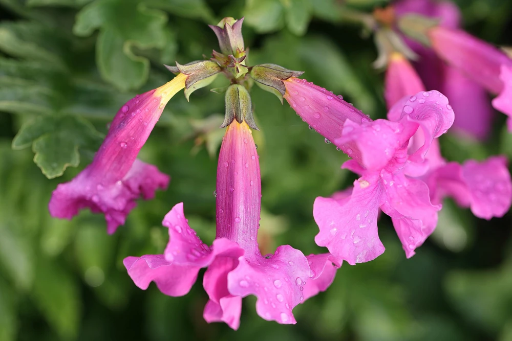 Pink Hardy Gloxinia Seeds - Incarvillea Delavayi Flower - 10 Seeds - Zones 3-8 - Image 5
