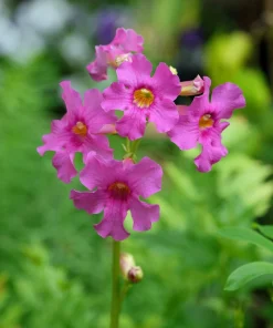 Pink Hardy Gloxinia Seeds - Incarvillea Delavayi Flower - 10 Seeds - Zones 3-8 - Image 6
