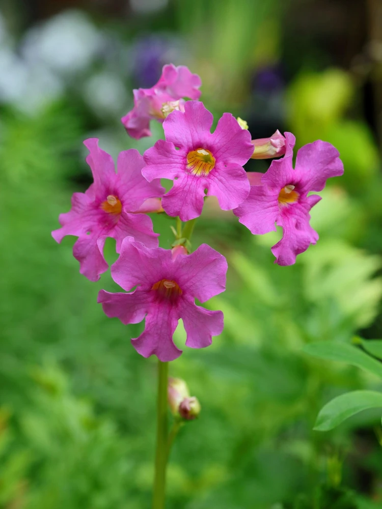 Pink Hardy Gloxinia Seeds - Incarvillea Delavayi Flower - 10 Seeds - Zones 3-8 - Image 6