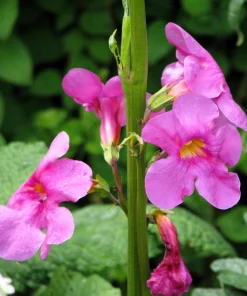 Pink Hardy Gloxinia Seeds - Incarvillea Delavayi Flower - 10 Seeds - Zones 3-8 - Image 7