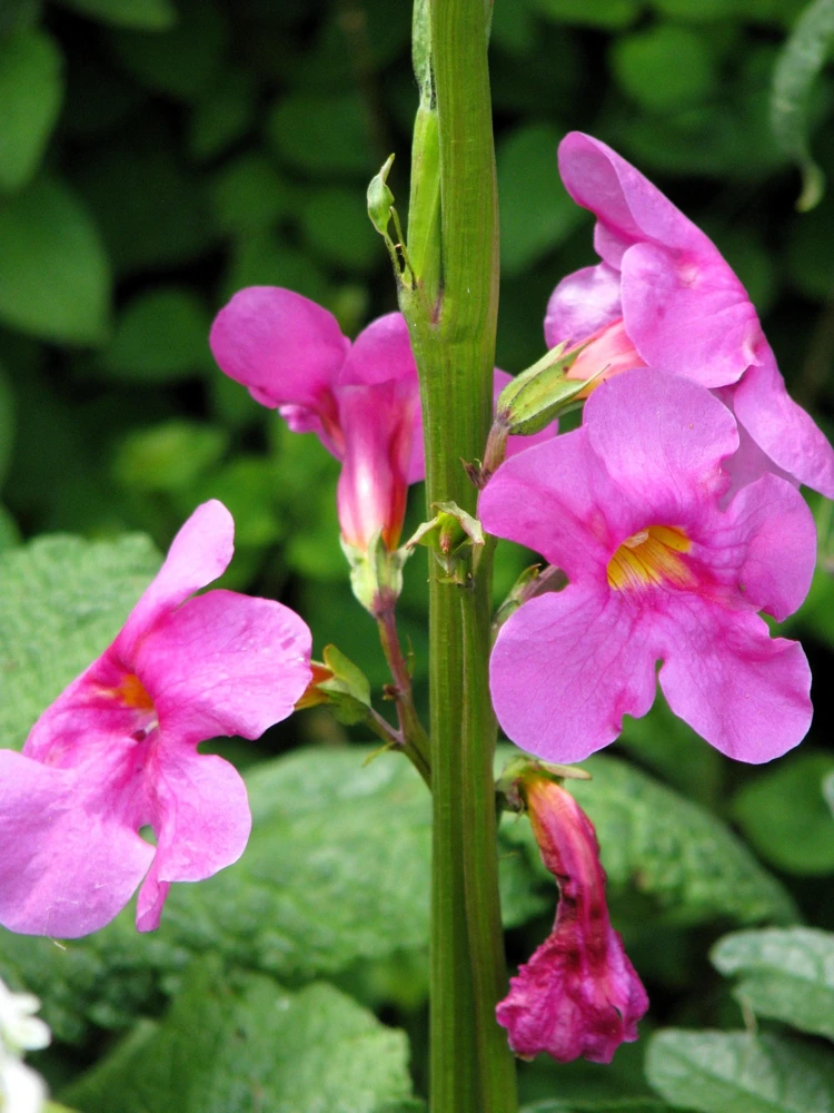 Pink Hardy Gloxinia Seeds - Incarvillea Delavayi Flower - 10 Seeds - Zones 3-8 - Image 7