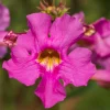 Pink Hardy Gloxinia Seeds - Incarvillea Delavayi Flower - 10 Seeds - Zones 3-8 - Image 1