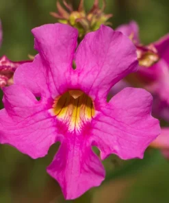 Pink Hardy Gloxinia Seeds - Incarvillea Delavayi Flower - 10 Seeds - Zones 3-8 - Image 1
