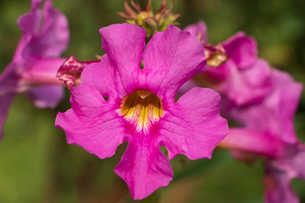 Pink Hardy Gloxinia Seeds - Incarvillea Delavayi Flower - 10 Seeds - Zones 3-8 - Image 1