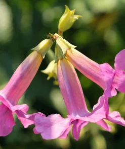Pink Hardy Gloxinia Seeds - Incarvillea Delavayi Flower - 10 Seeds - Zones 3-8 - Image 8