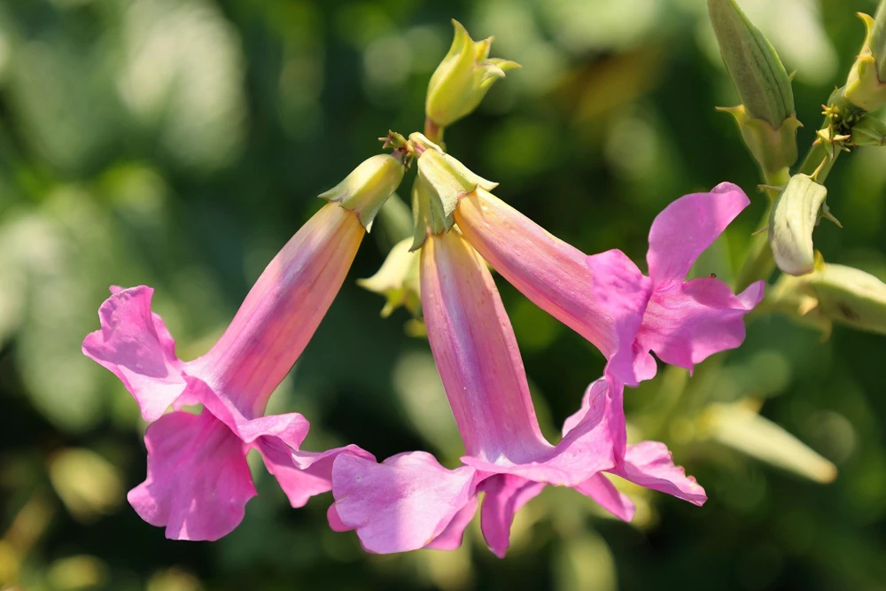 Pink Hardy Gloxinia Seeds - Incarvillea Delavayi Flower - 10 Seeds - Zones 3-8 - Image 8