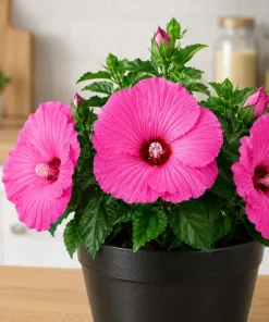 Pink Hibiscus Live Plant – Rose Flowering Tropical Shrub – 4-8 Inch Tall - Image 1