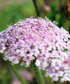Pink Lace Flower Seeds - Didiscus Sweet-Scented Annual - 50 Seeds - Image 2