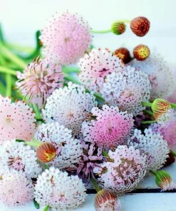Pink Lace Flower Seeds - Didiscus Sweet-Scented Annual - 50 Seeds - Image 3