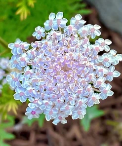 Pink Lace Flower Seeds - Didiscus Sweet-Scented Annual - 50 Seeds - Image 4