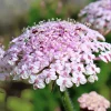Pink Lace Flower Seeds - Didiscus Sweet-Scented Annual - 50 Seeds - Image 1