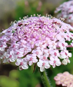 Pink Lace Flower Seeds - Didiscus Sweet-Scented Annual - 50 Seeds - Image 1