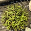 Pink Lady Turtle Vine Live Plant - Callisia Repens Trailing Houseplant - Image 1